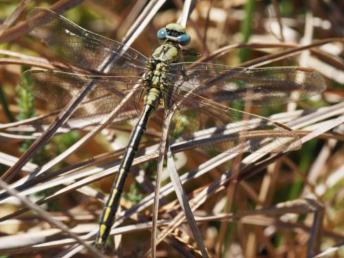 Gomphus pulchellus