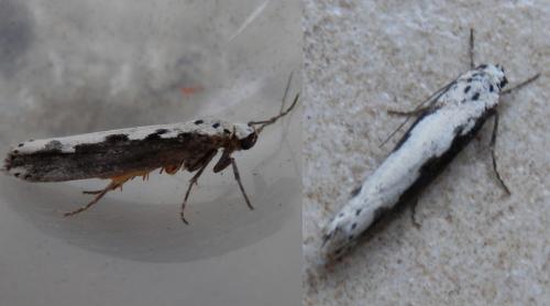 Réf. 142 335 : Ethmia bipunctella
