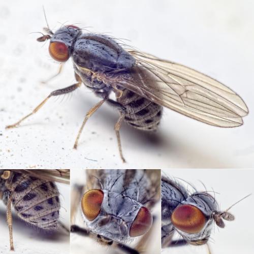 Réf. 142 667 : Sapromyza viciespunctata