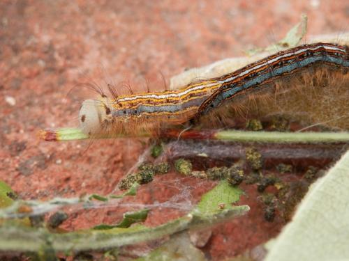 Malacosoma neustria