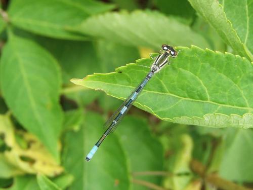 Coenagrion scitulum