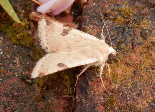 Réf. 142 745 : Heliothis peltigera