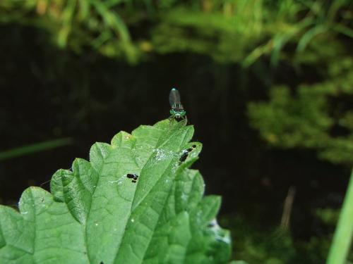 Ischnura elegans