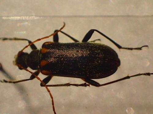 Cortodera humeralis