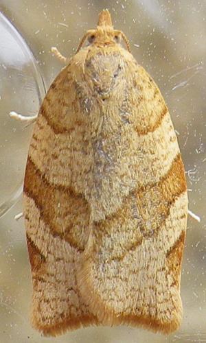 Pandemis cerasana