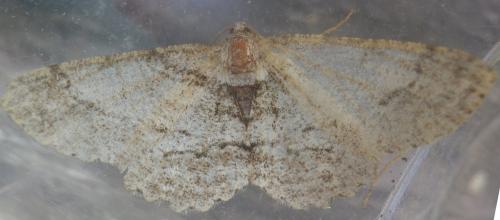 Paradarisa consonaria