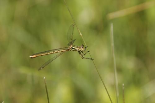 Lestes barbarus