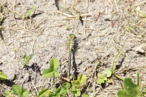 Réf. 142 413 : Gomphus pulchellus