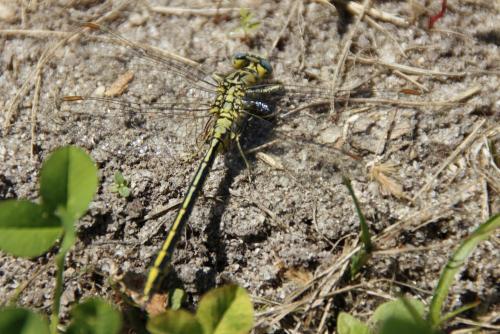 Gomphus pulchellus