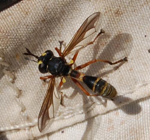 Réf. 142 111 : Physocephala rufipes