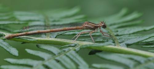 Réf. 142 761 : Platycnemis acutipennis