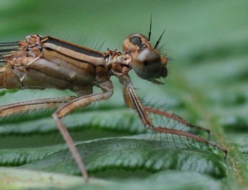 Réf. 142 822 : Platycnemis acutipennis