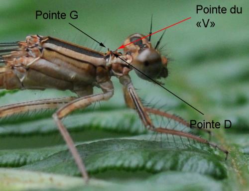 Réf. 142 829 : Platycnemis acutipennis