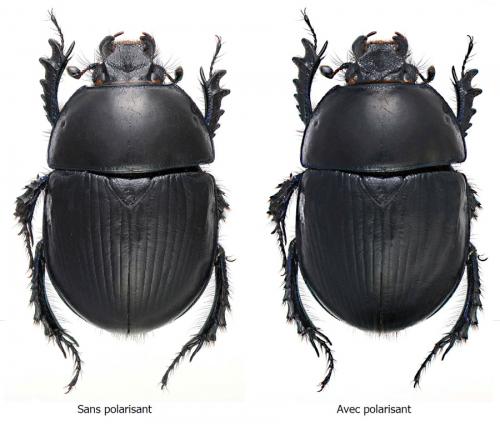 Réf. 142 507 : Sericotrupes niger