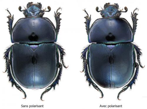 Trypocopris pyrenaeus