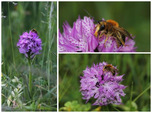 Eucera sp.