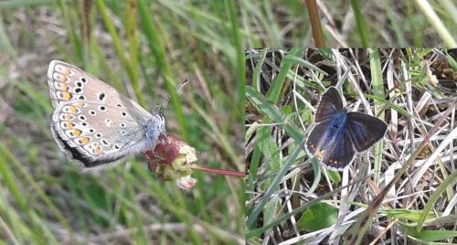 Polyommatus icarus
