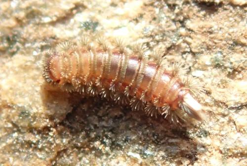 Réf. 142 267 : Polyxenus lagurus