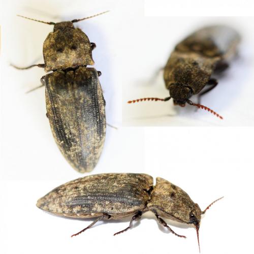 Agrypnus murinus