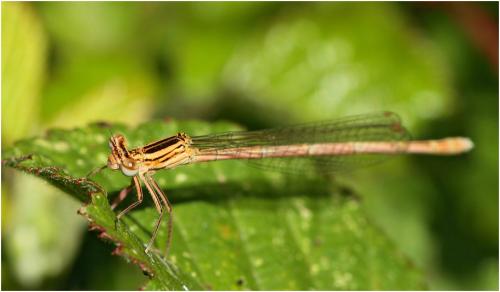 Platycnemis pennipes