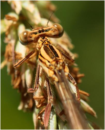 Platycnemis pennipes