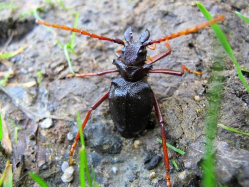 Prionacalus cacicus