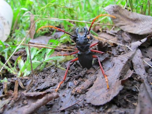 Prionacalus cacicus