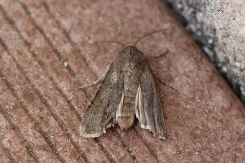 Réf. 142 378 : Agrotis segetum