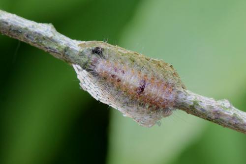 Meganola strigula