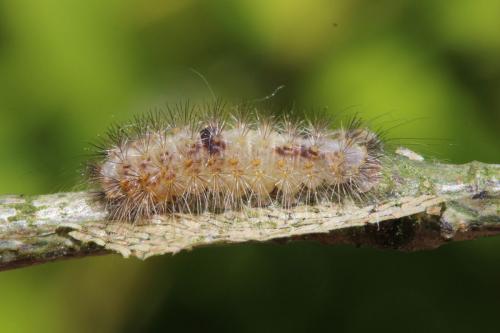 Réf. 142 377 : Meganola strigula