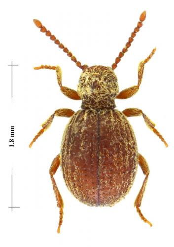 Epauloecus unicolor