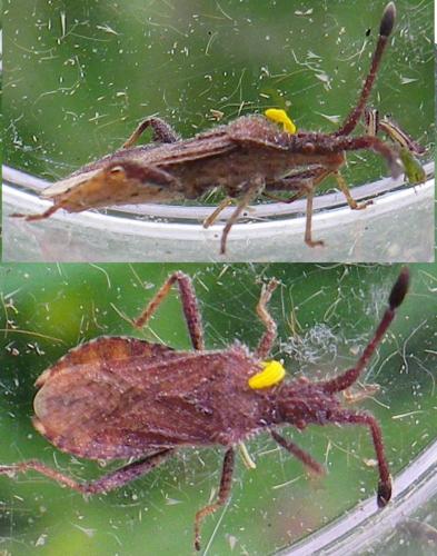 Coriomeris affinis