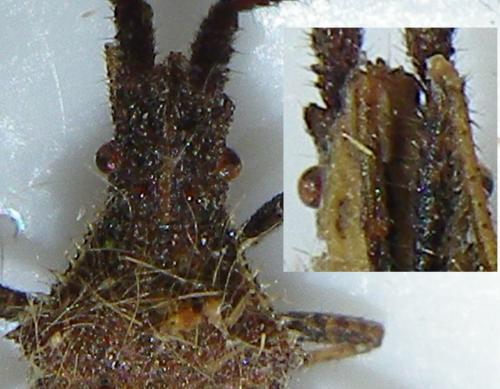 Réf. 142 778 : Coriomeris affinis