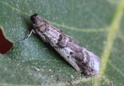 Réf. 142 081 : Pseudacrobasis tergestella
