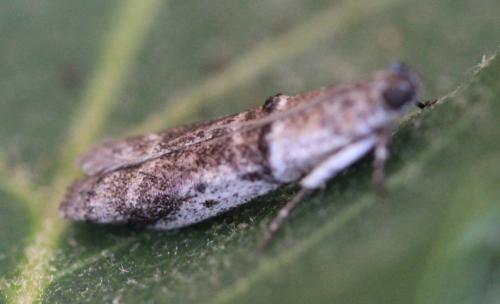 Réf. 142 084 : Pseudacrobasis tergestella