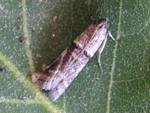 Réf. 142 100 : Pseudacrobasis tergestella
