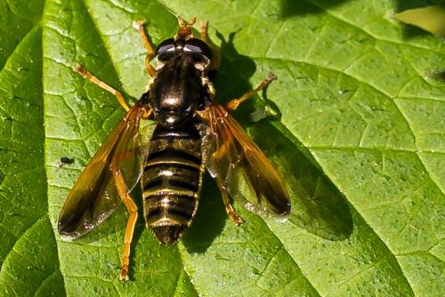 Caliprobola speciosa