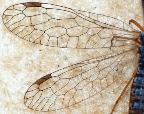 Venustoraphidia nigricollis