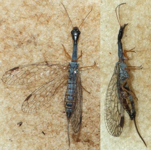 Venustoraphidia nigricollis