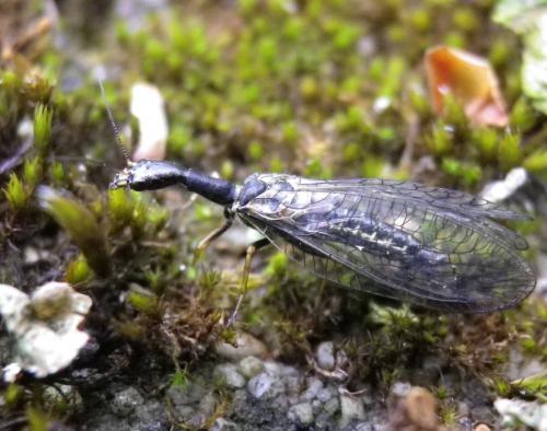 Phaeostigma notatum