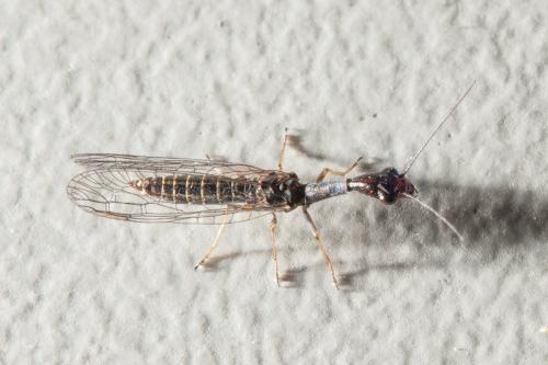 Harraphidia laufferi