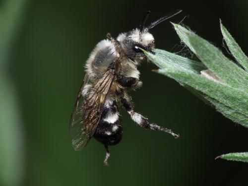 Réf. 142 221 : Melecta albifrons