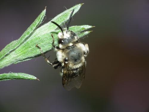 Melecta albifrons