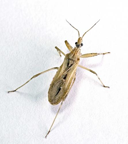 Réf. 142 386 : Oncocephalus pilicornis