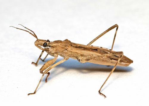 Réf. 142 387 : Oncocephalus pilicornis