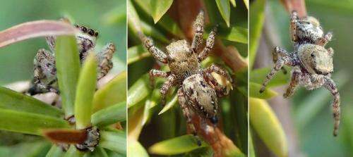 Dendryphantes rudis