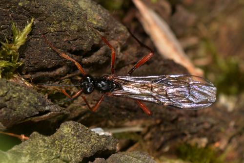 Coleocentrus soleatus