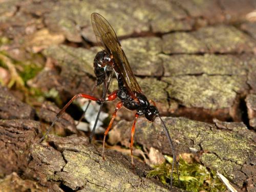 Coleocentrus soleatus