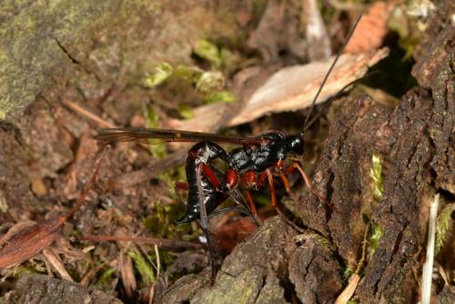 Coleocentrus soleatus