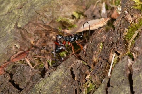 Coleocentrus soleatus